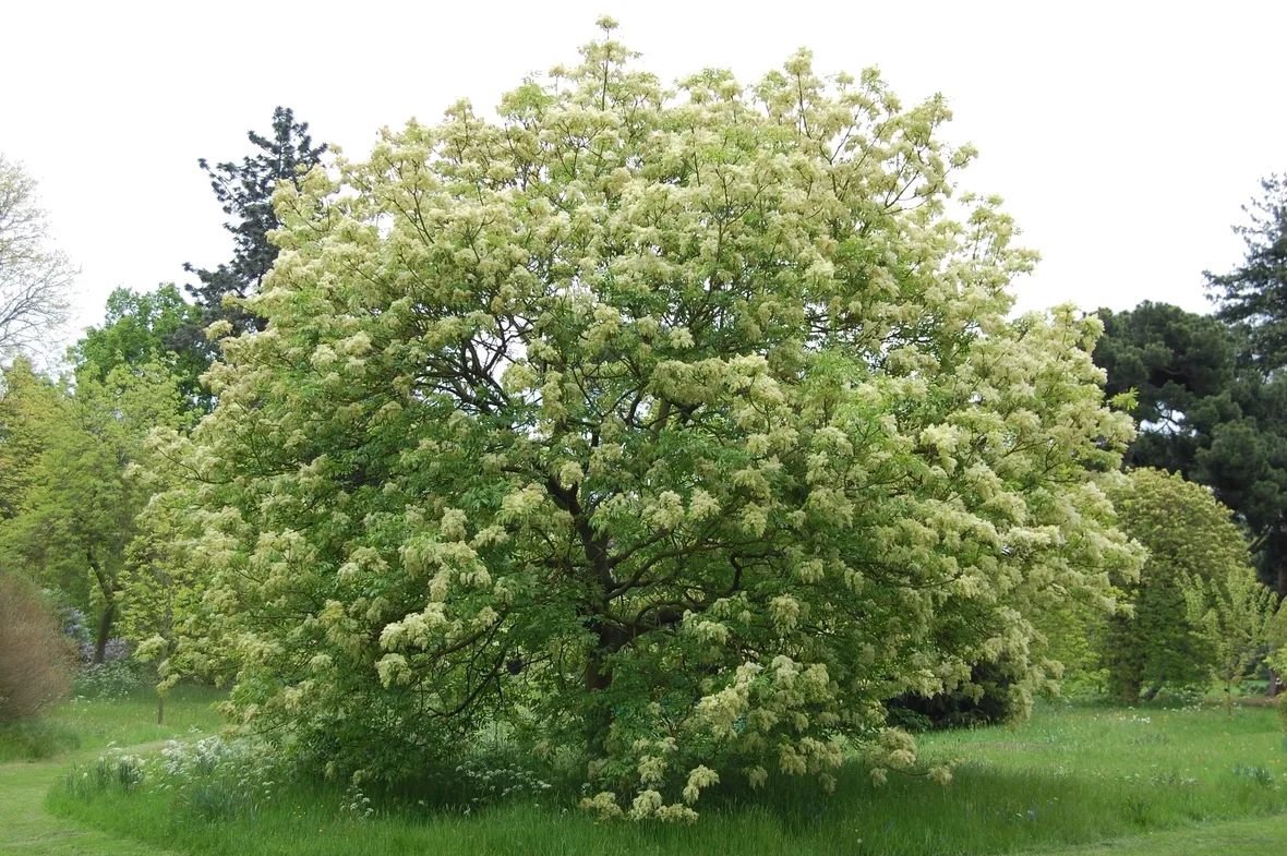Albero orniello
