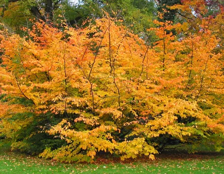 Parrotia persica