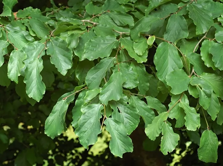 Fogliame parrotia