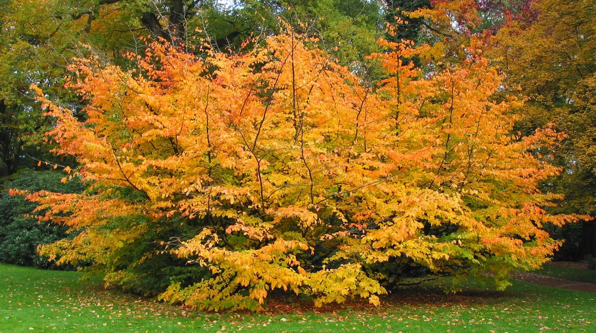 Parrotia persica