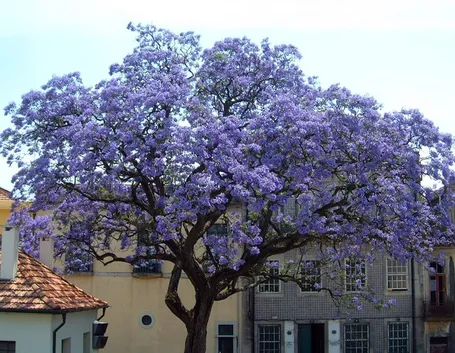Albero di Paulonia.