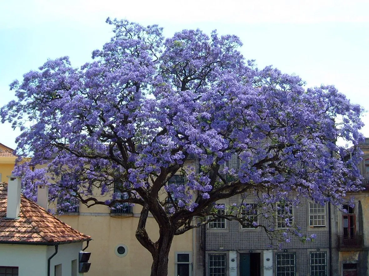 Albero di Paulonia.