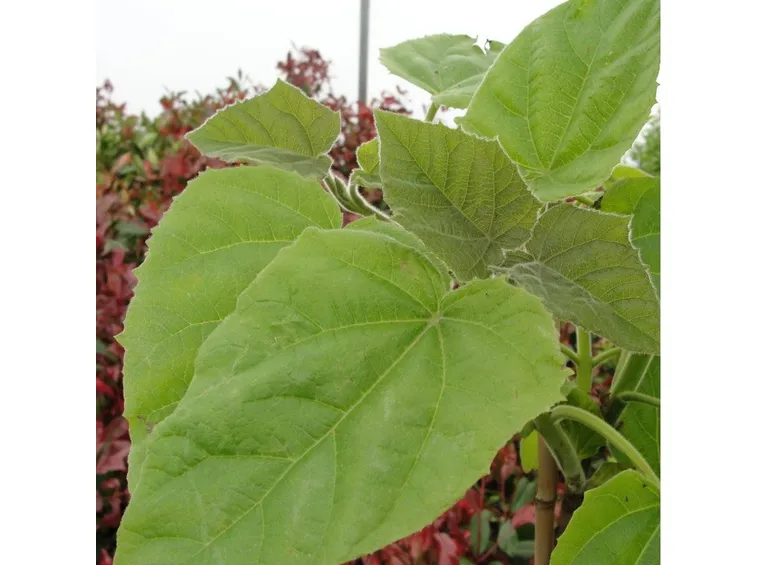 Dettaglio fogliame Paulownia tomentosa.