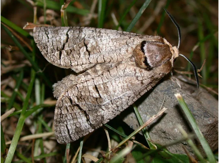 Esempio esemplare di Rodilegno cossus cossus
