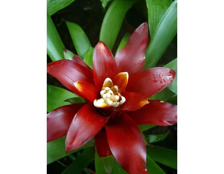 Il fiore della Guzmania Lingulata