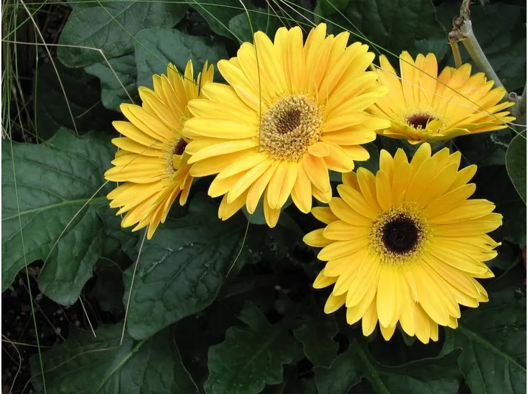 Gerbera Gialla 