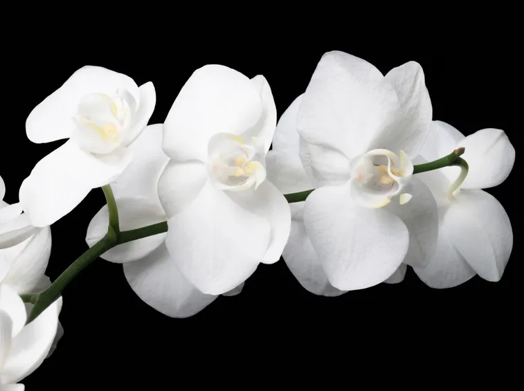 Ramoscello di Orchidea Bianca
