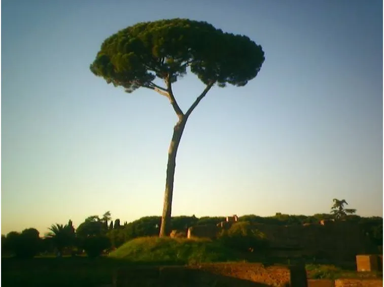 Immagine di un pino domestico a Roma