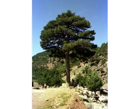 Il pino comune