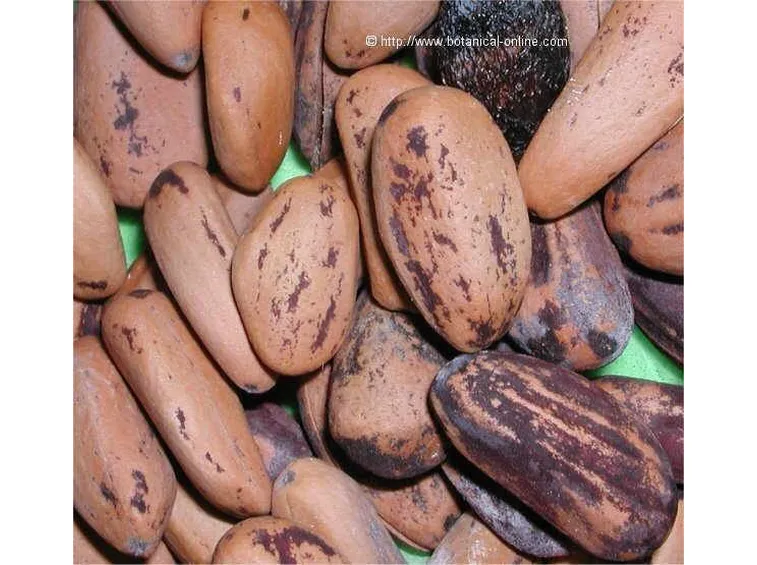 Pinoli chiusi nel loro guscio