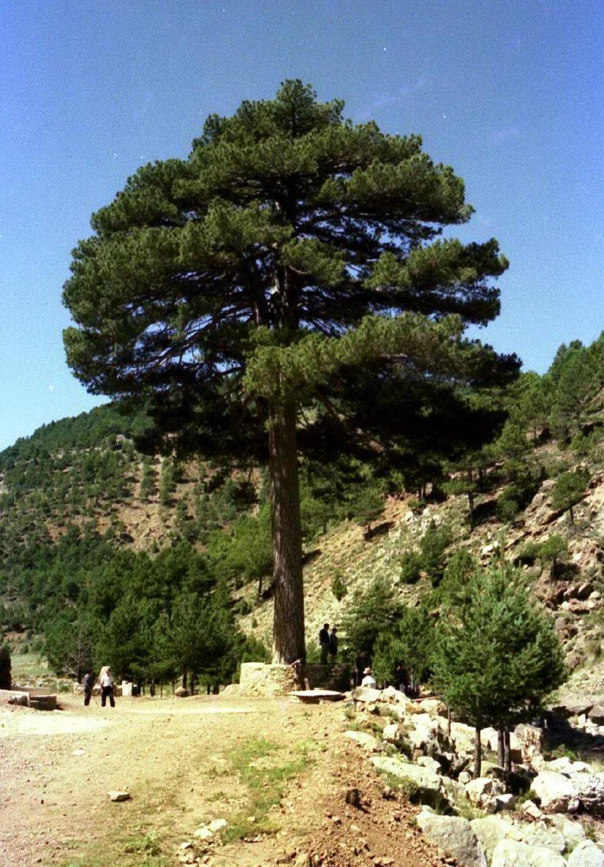 Il pino comune