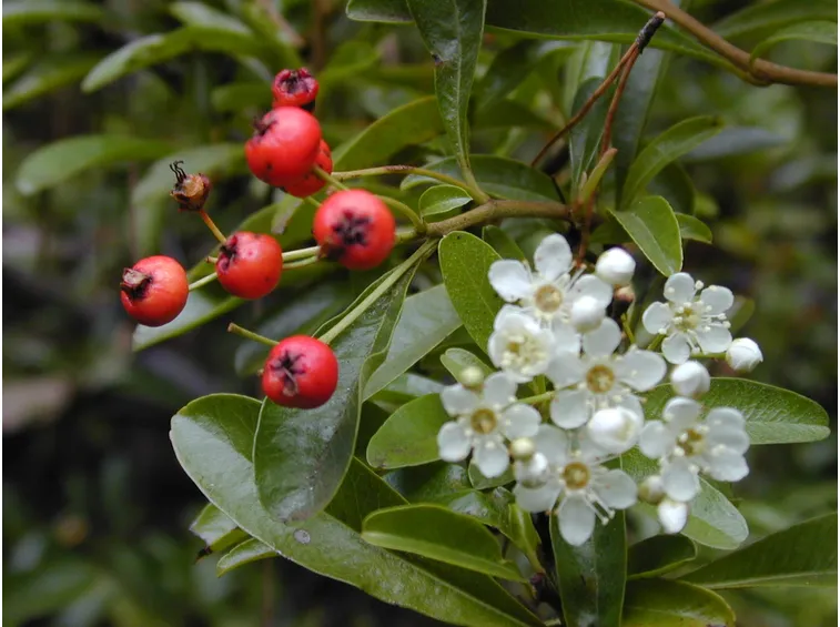 pyracantha coccineum 