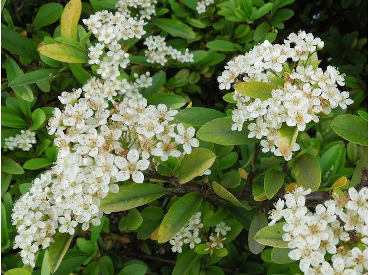 pyracantha fiori