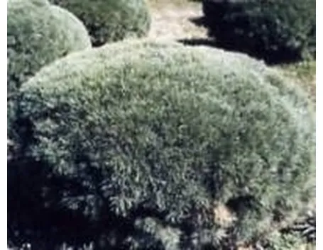 foto potatura alberi