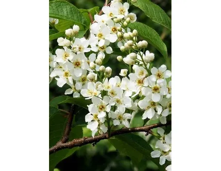 prunus padus