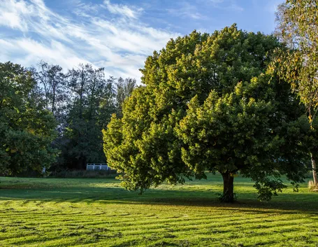 quercus dentata habit