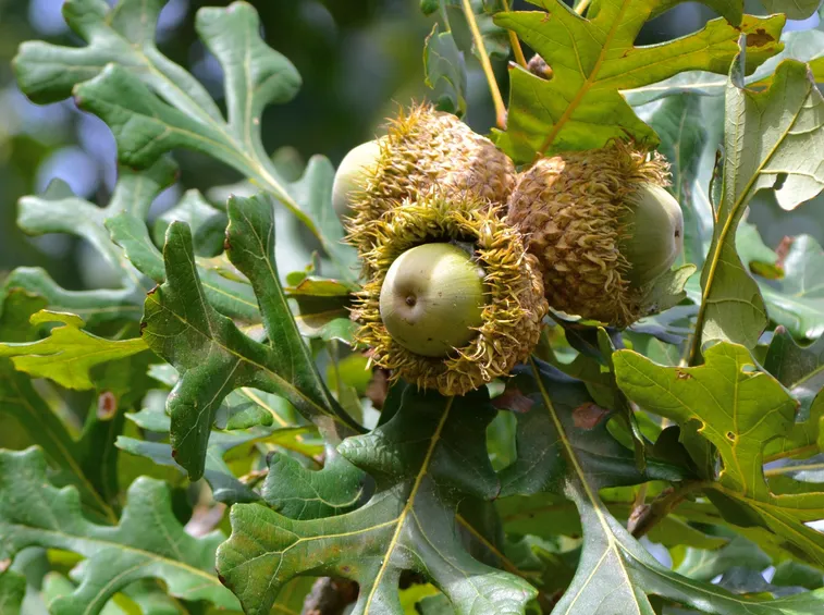 quercus palustris habitus