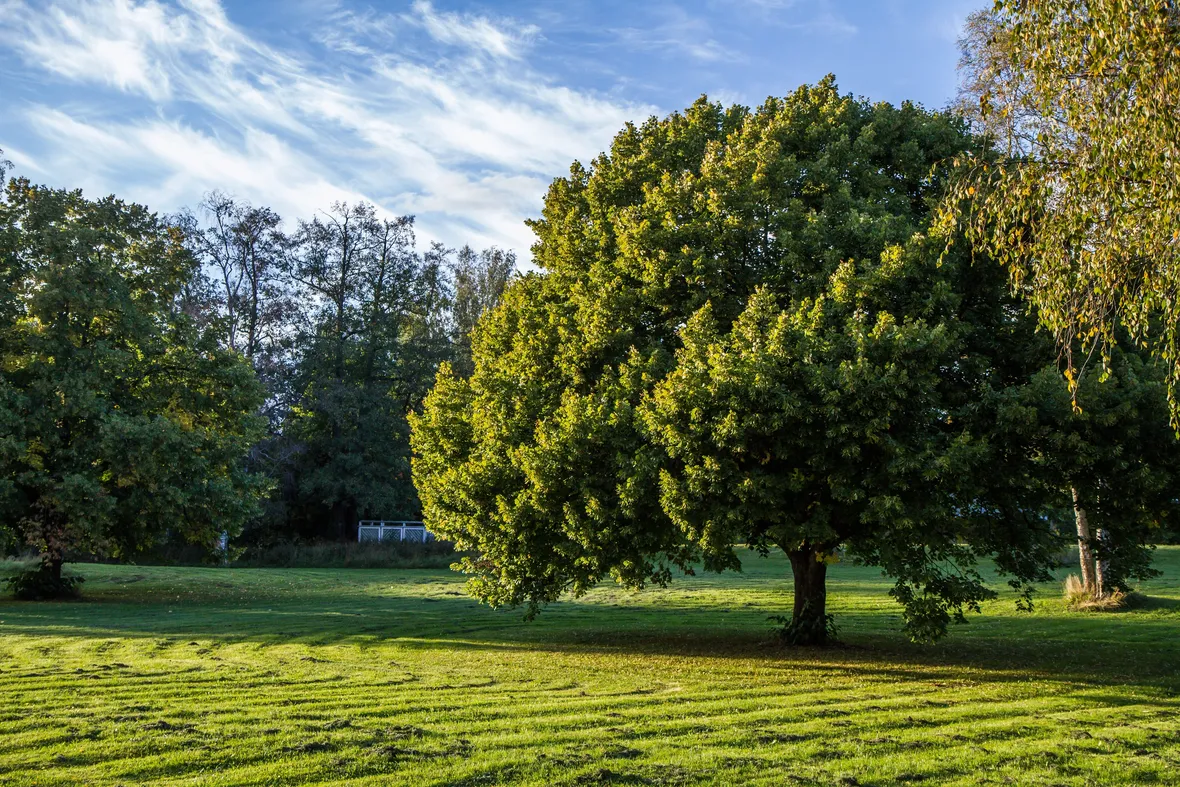 quercus dentata habit