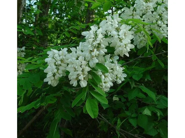 Robinia (Acacia)