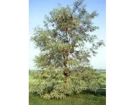 foto robinia