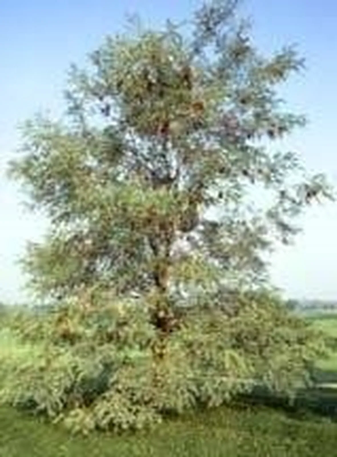 foto robinia