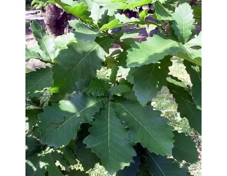 quercus dentata habit