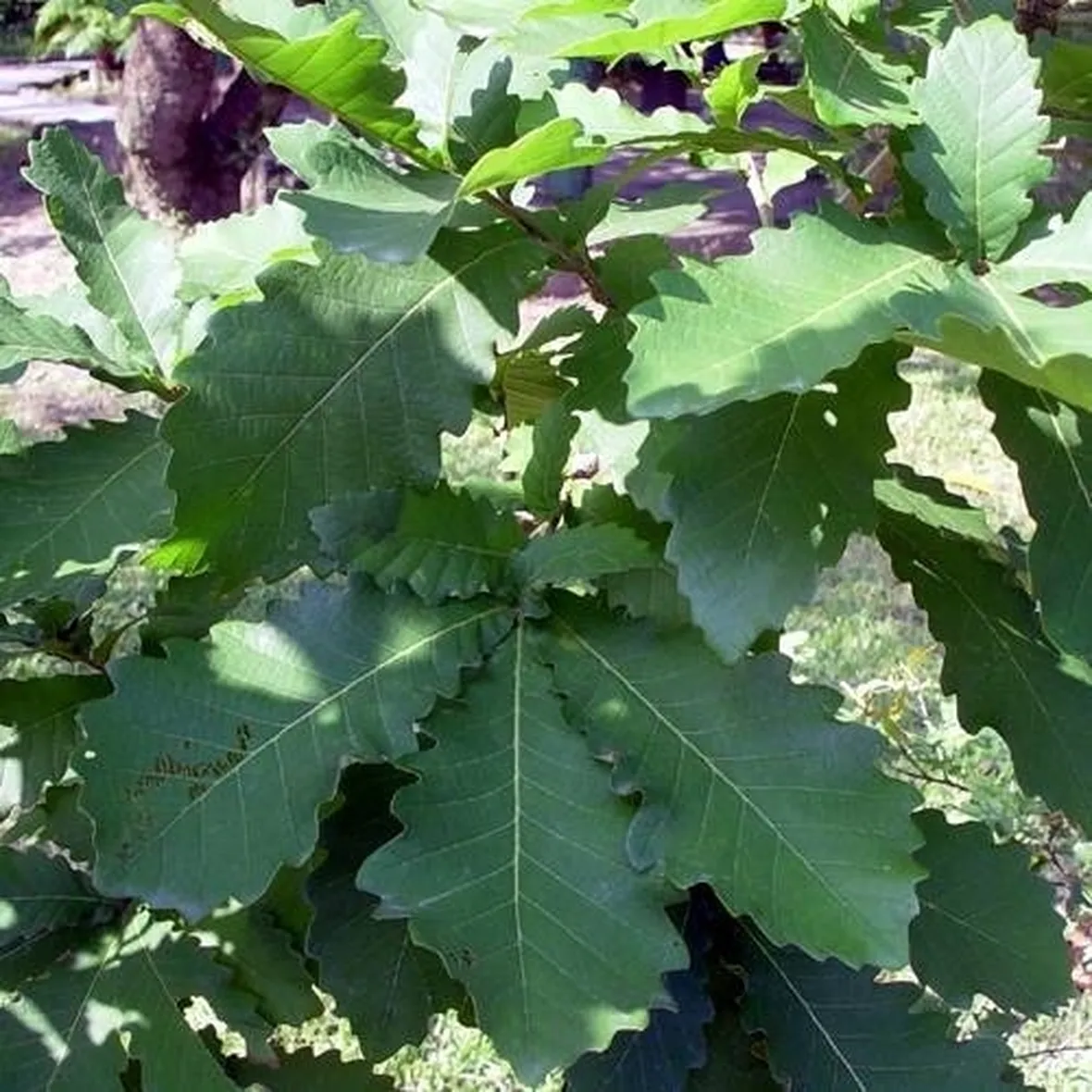 quercus dentata habit