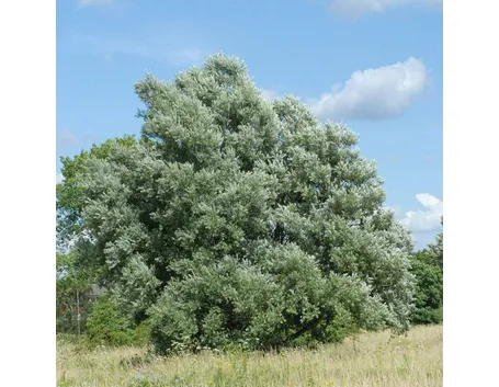 Esemplare di Salix alba
