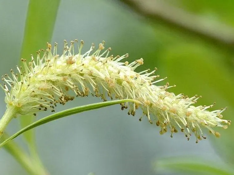 Dettaglio fogliame Salix alba