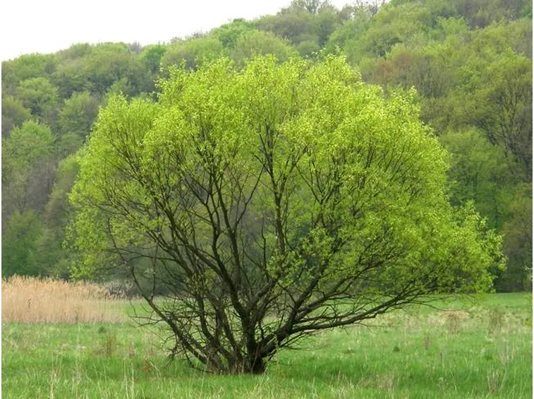 Salix alba