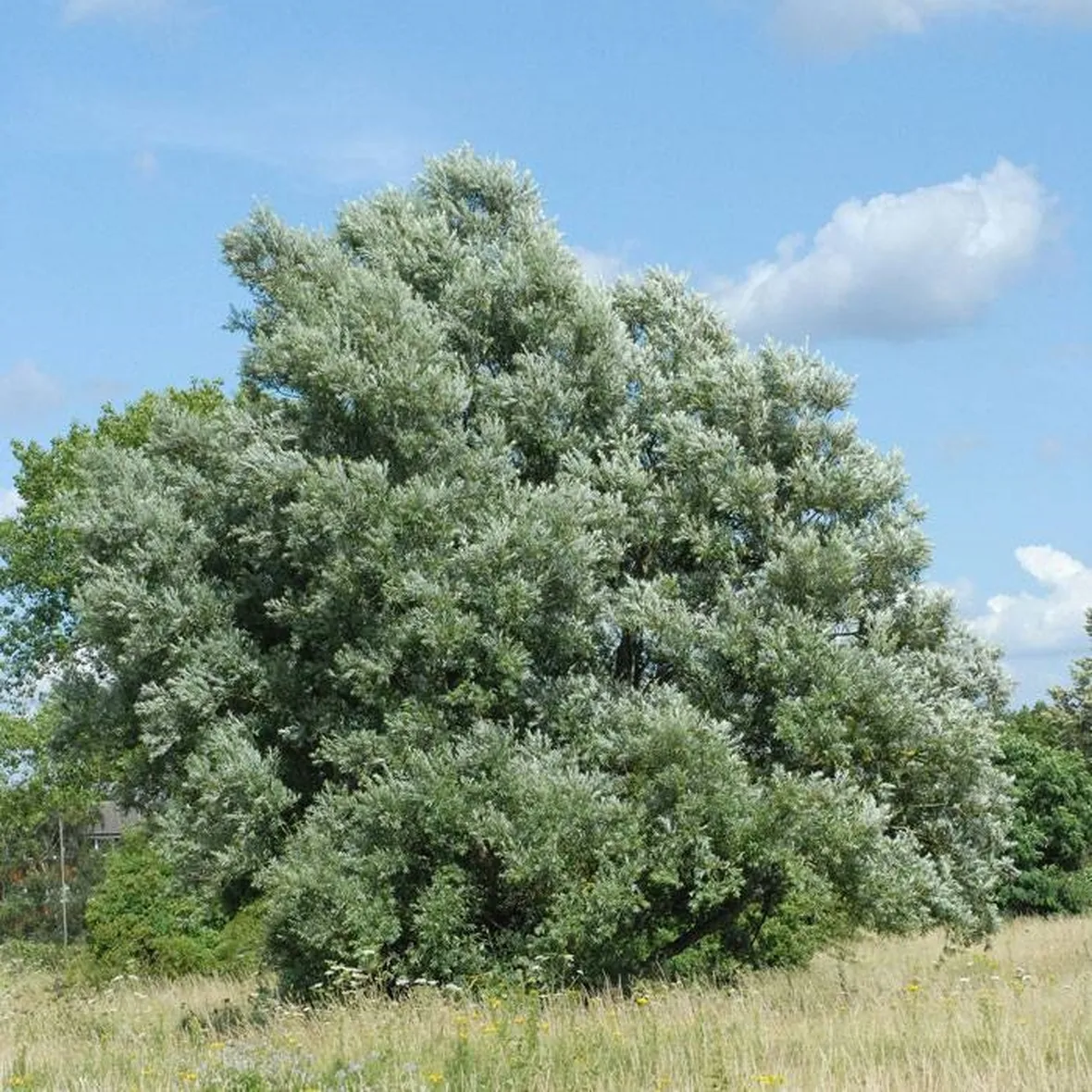 Esemplare di Salix alba