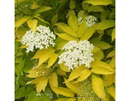 sambucus nigra aurea1
