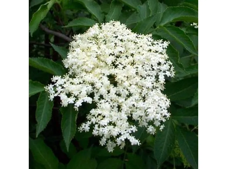 sambucus nigra
