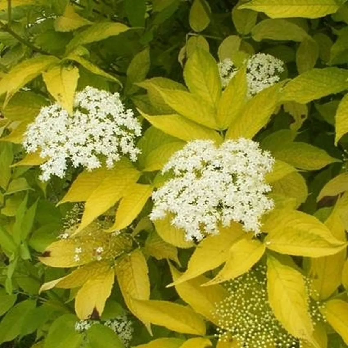 sambucus nigra aurea1