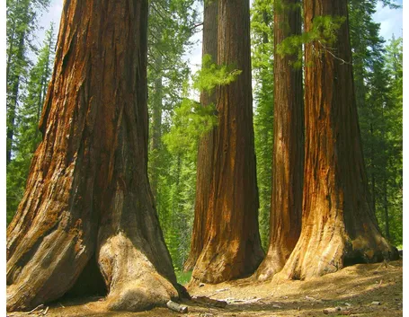 Sequoiahttp://www.shutterstock.com/