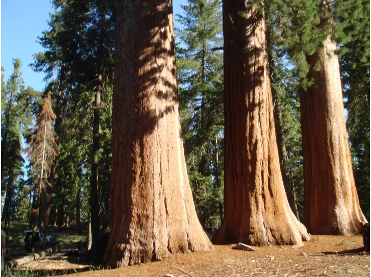 Sequoie viste dal bassoFonte: http://www.treesofmystery.net