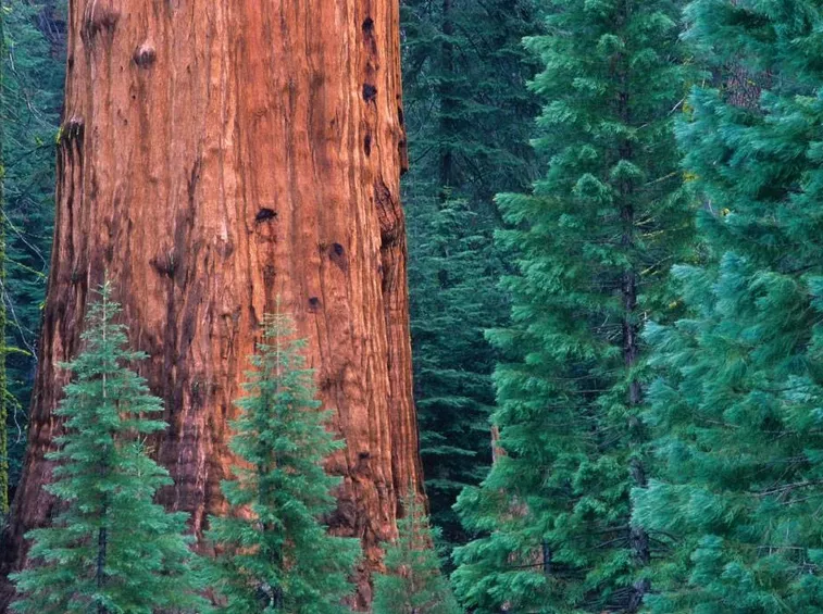 Foresta di sequoieFonte: http://www.viewsfromthekitchen.co.uk