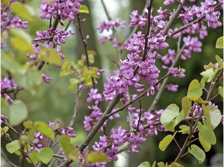 Fiori siliquastro