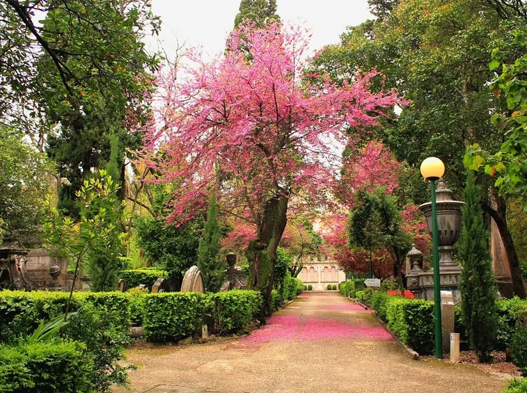 Albero di giuda