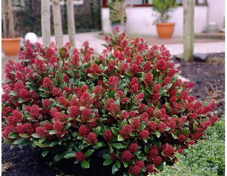 skimmia japonica rubella 0368