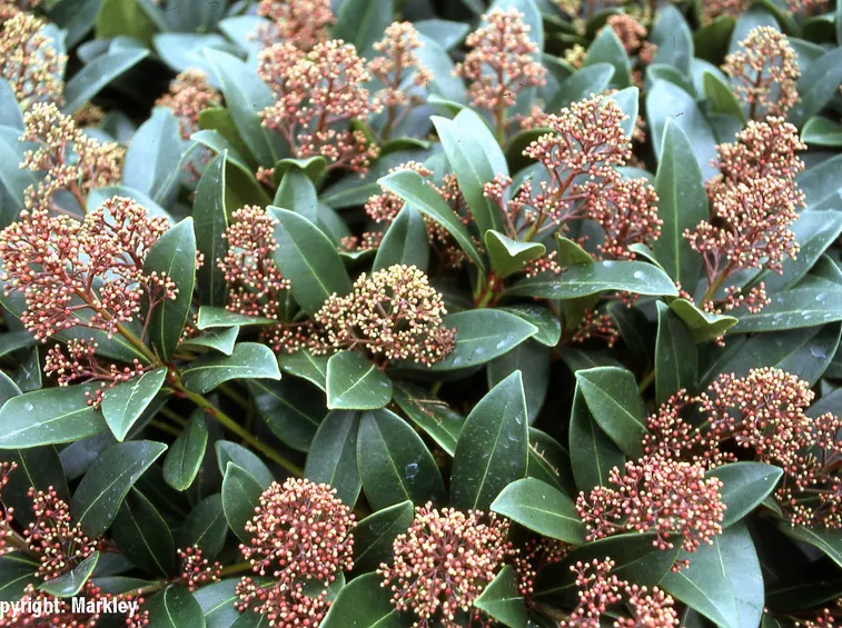 Skimmia fiori