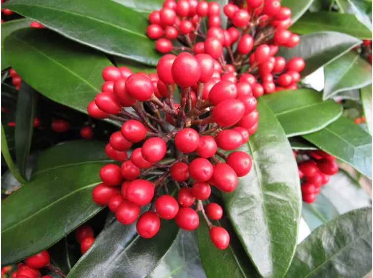 skimmia frutti