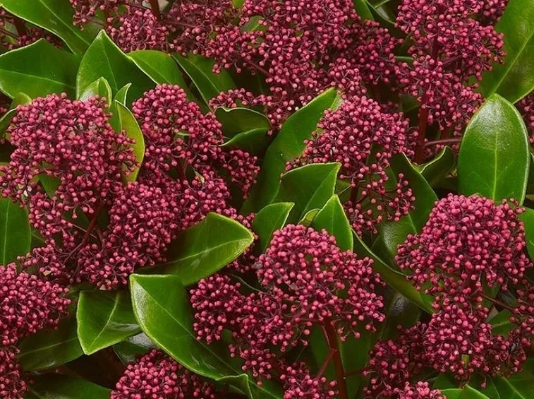 skimmia boccioli