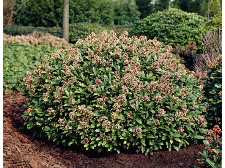 Skimmia cespuglio