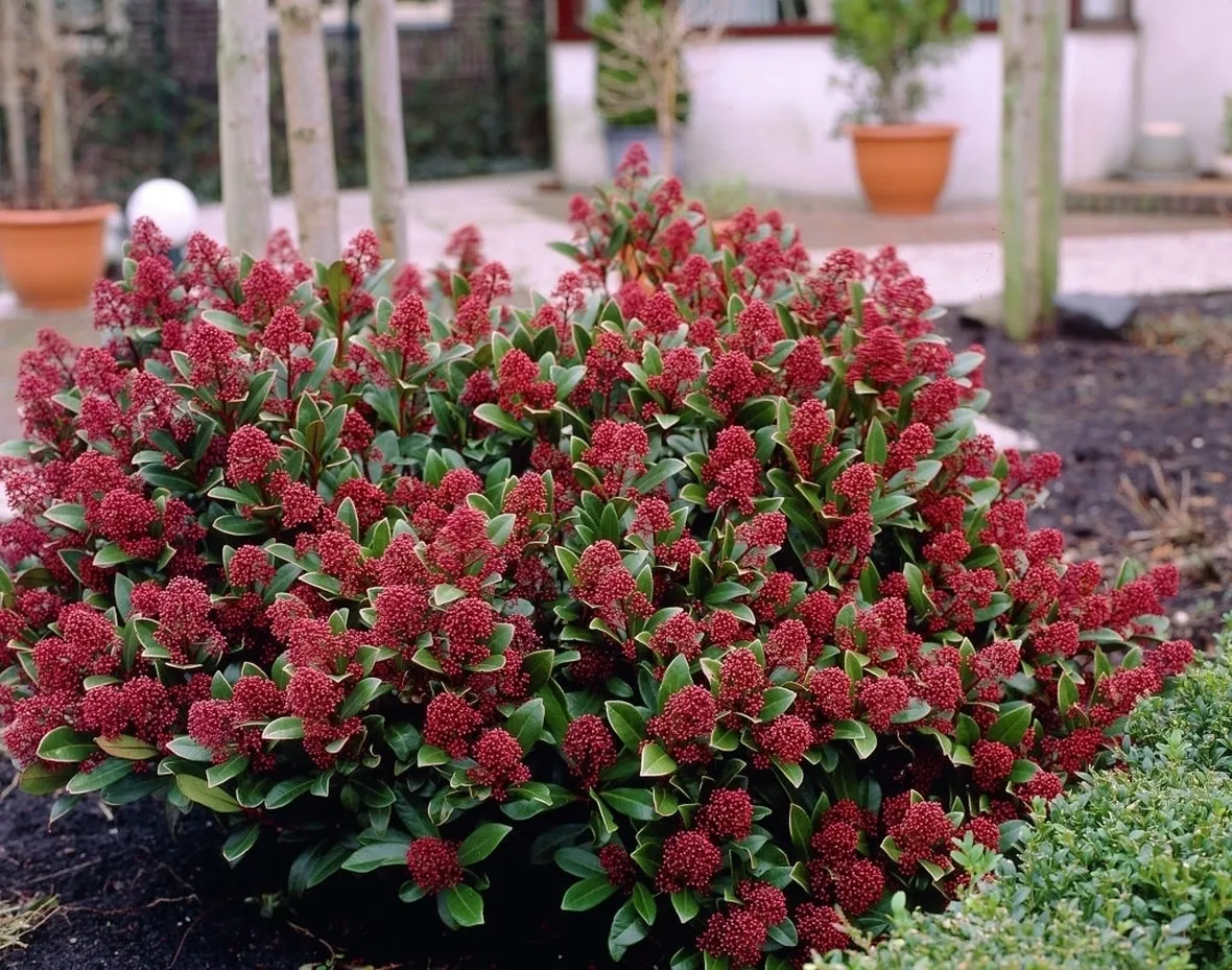 skimmia japonica rubella 0368