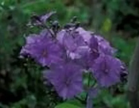 foto solanum wendlandii