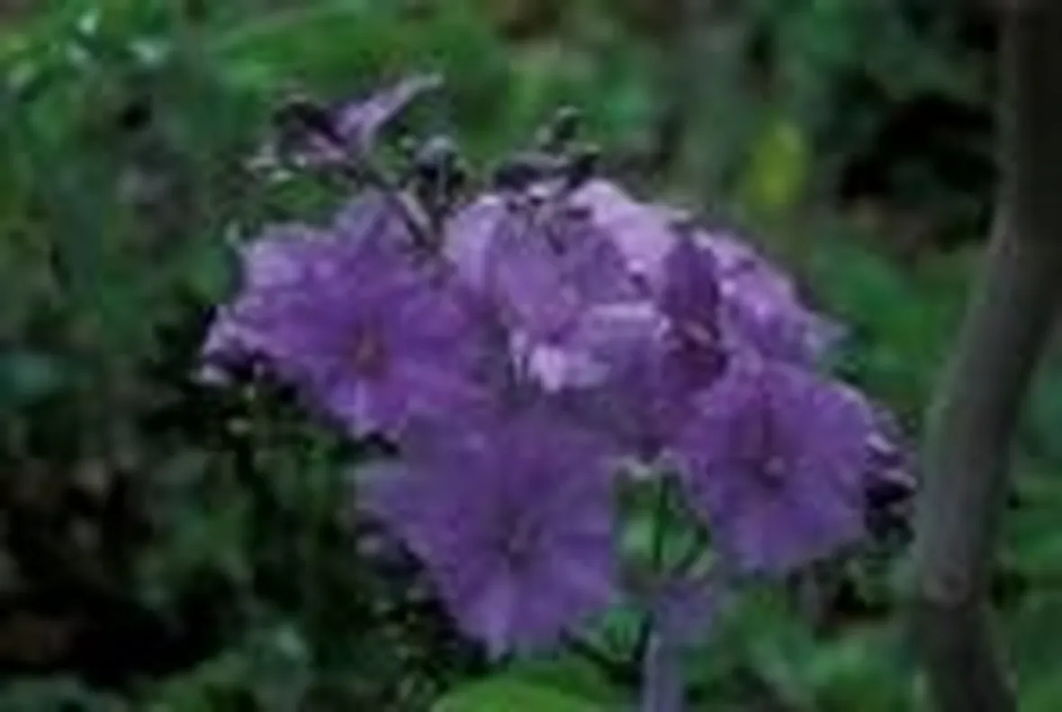 foto solanum wendlandii