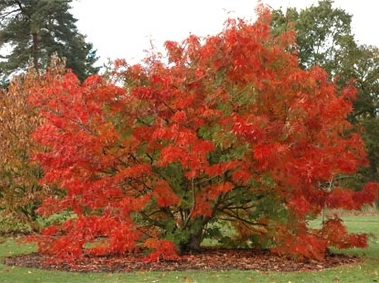 Sorbo uccellatore in autunno Fonte: http://www.barcham.co.uk