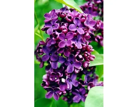 syringa pasteur