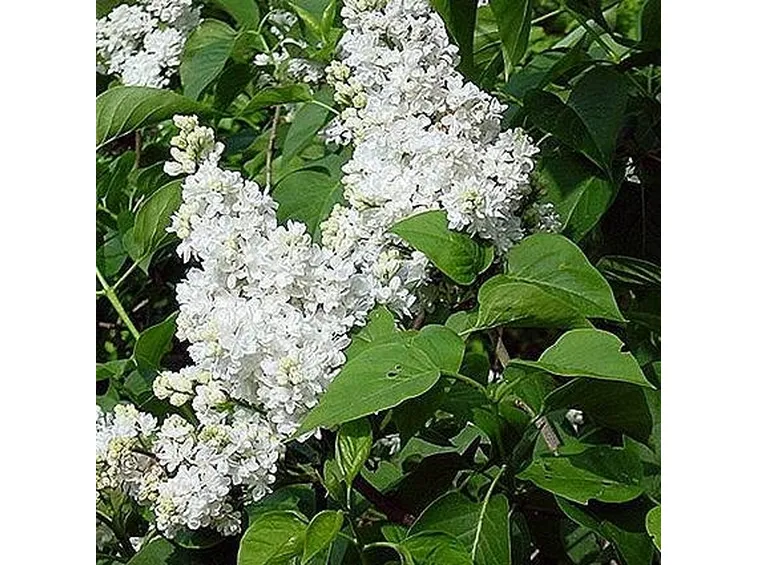syringa vulgaris lemoine